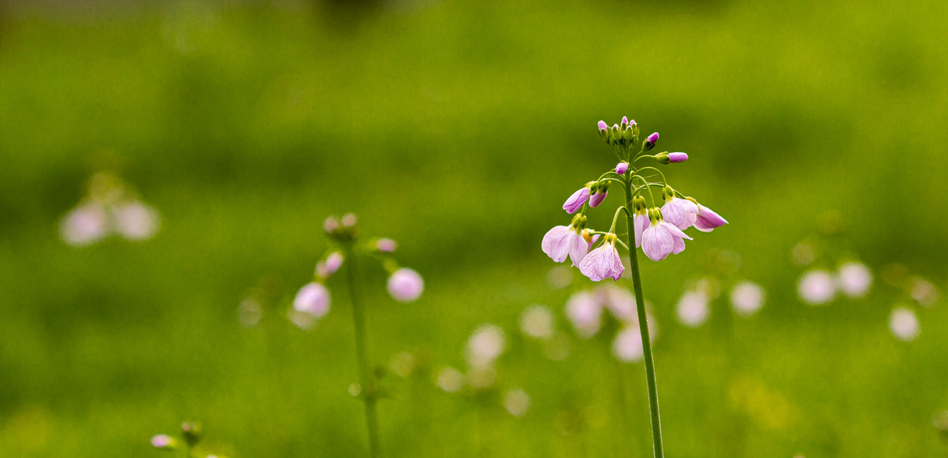 fleurs camping la fritillaire