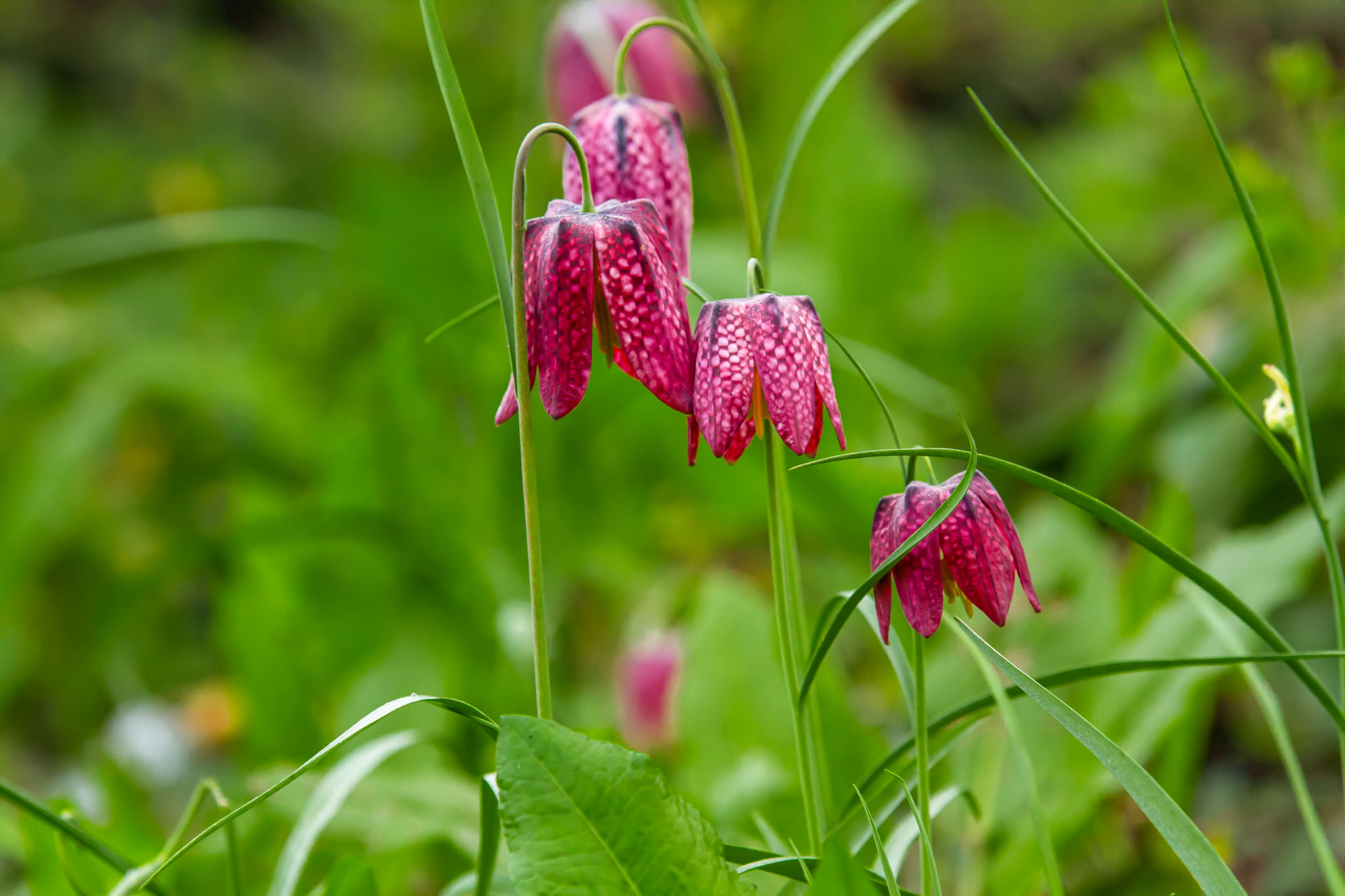 fritillaire fleurs camping