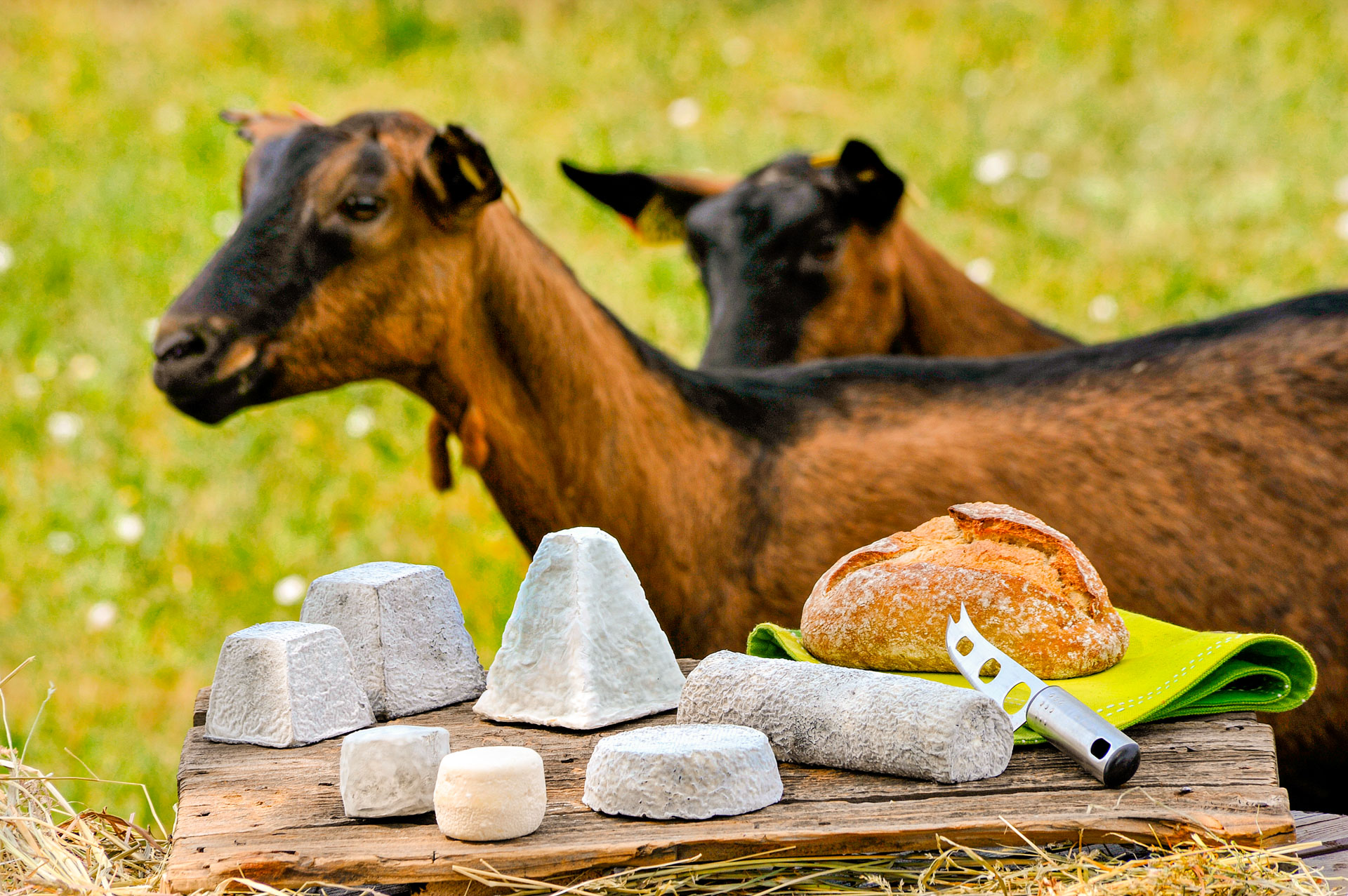 plateau chevre martrou tourisme loire touraine fritillaire